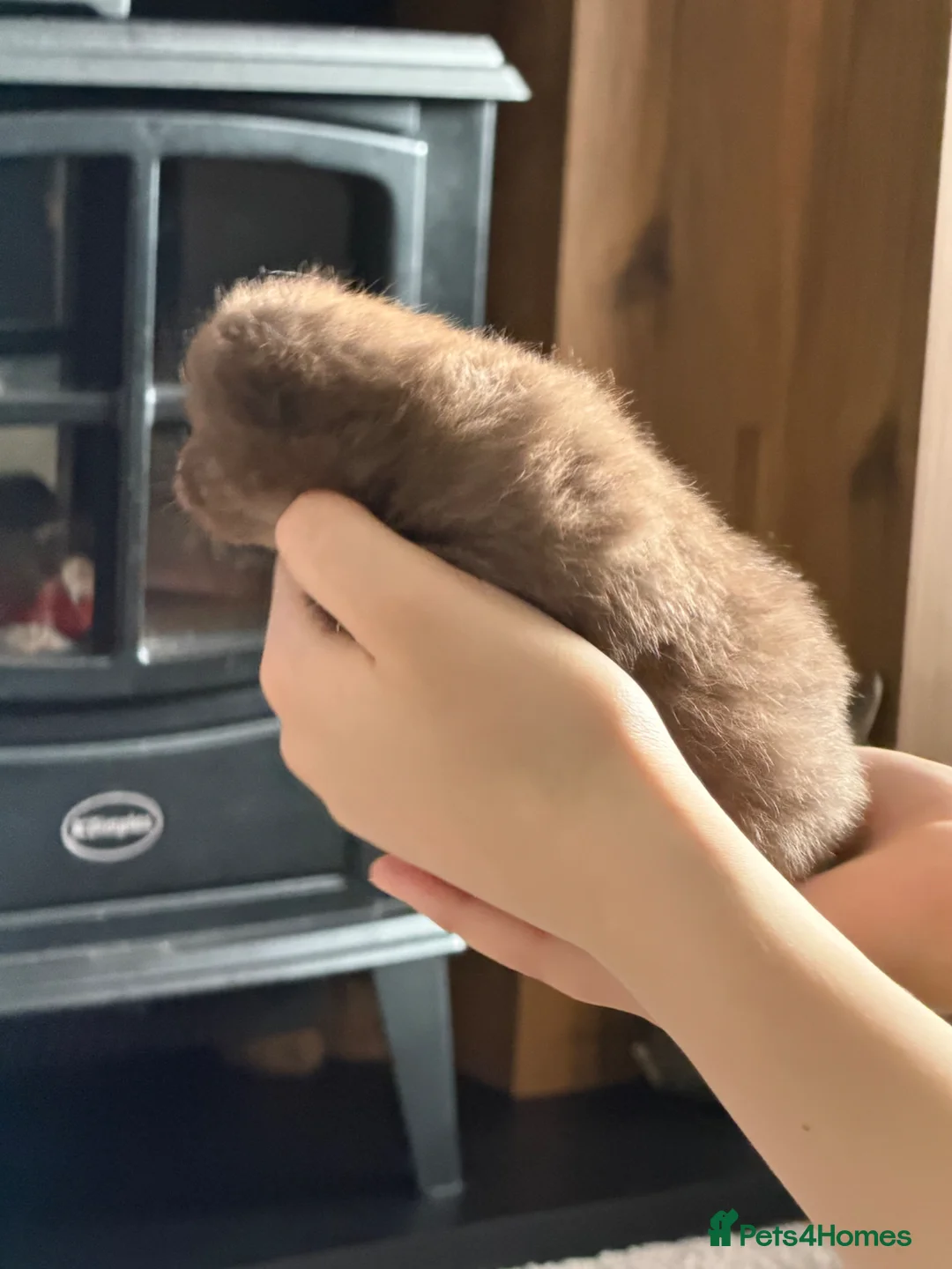 British Shorthair cats for sale: Gccf British Shorthair kittens  - Advert 2