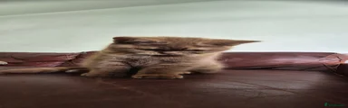 Toffee Truffle