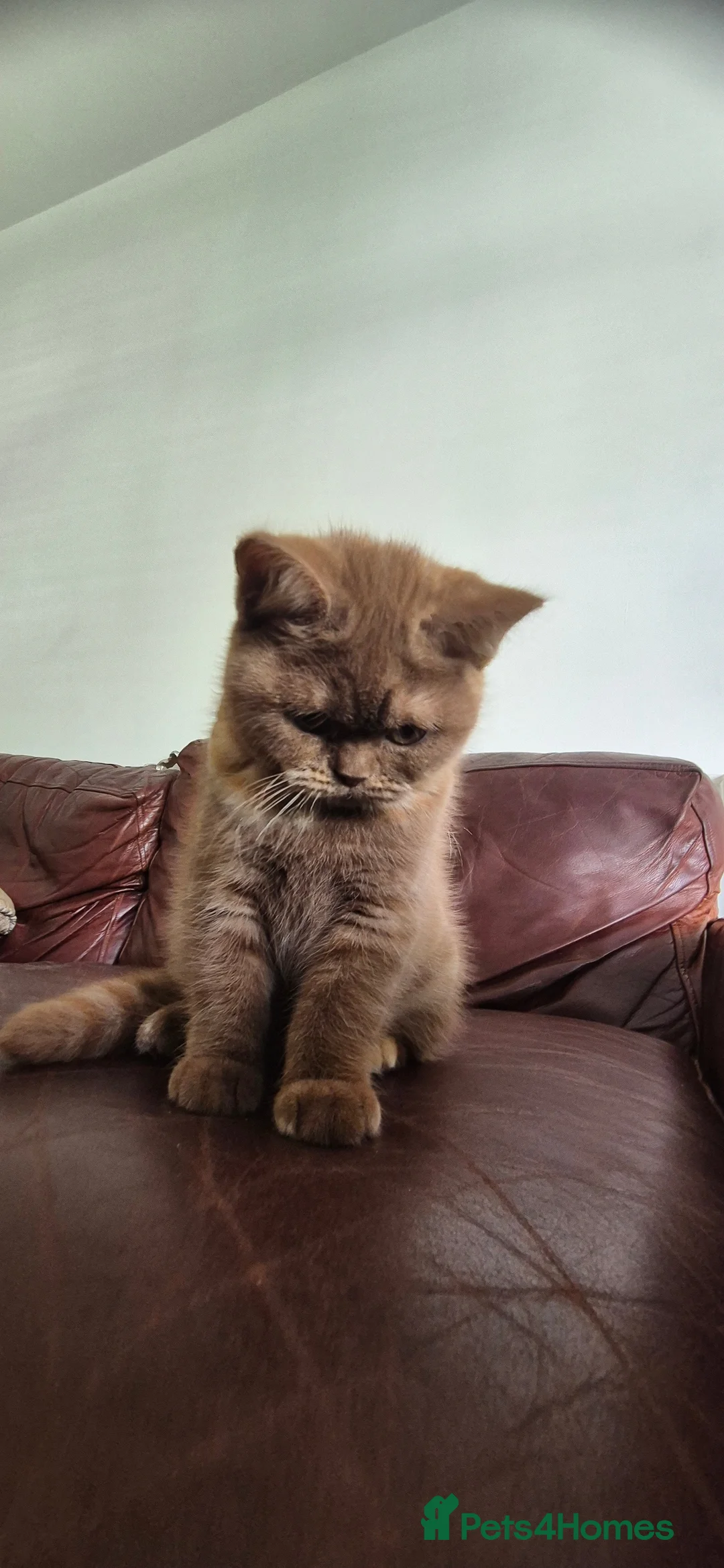 British Shorthair cats for sale: British Shorthair Kittens  - Advert 2