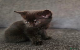 Mixed Breed cats for sale: Mix Bread Kittens - Image 4