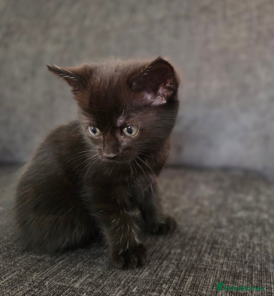 Mixed Breed cats for sale: Mix Bread Kittens - Image 4