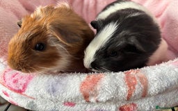 Guinea Pig rodents for sale: 3 Pairs Baby Guinea pigs (2 female pairs 1 male) - Image 5