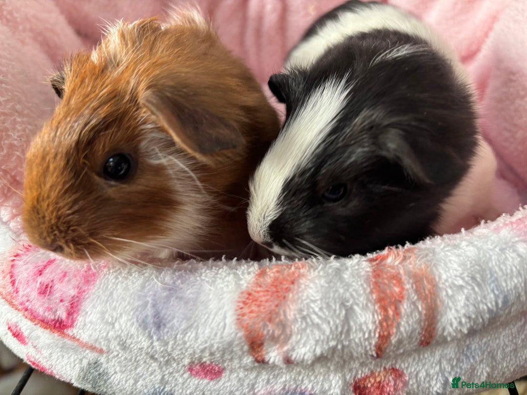 Guinea Pig rodents for sale: 3 Pairs Baby Guinea pigs (2 female pairs 1 male) - Image 5