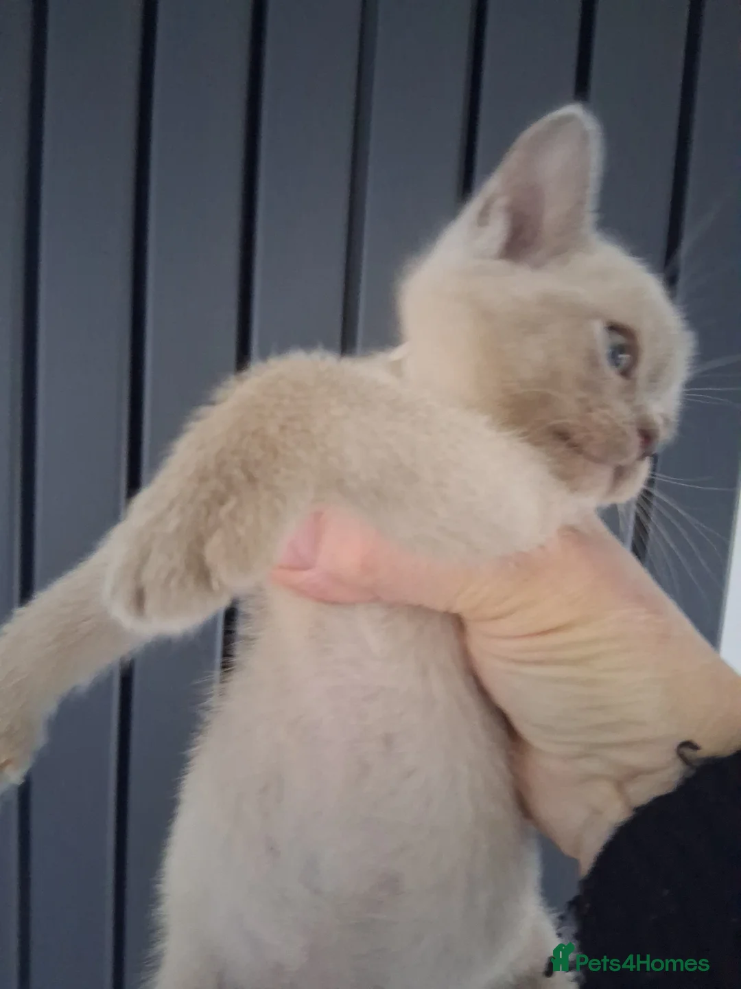 Burmese cats for sale: Stunning lilac kittens available - Advert 4