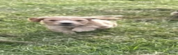 Cockapoo dogs for sale: F1 Cockapoos  - Advert 6