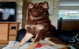 German Shepherd dogs for sale: 10 Healthy Beautiful German shepherds - Image 2