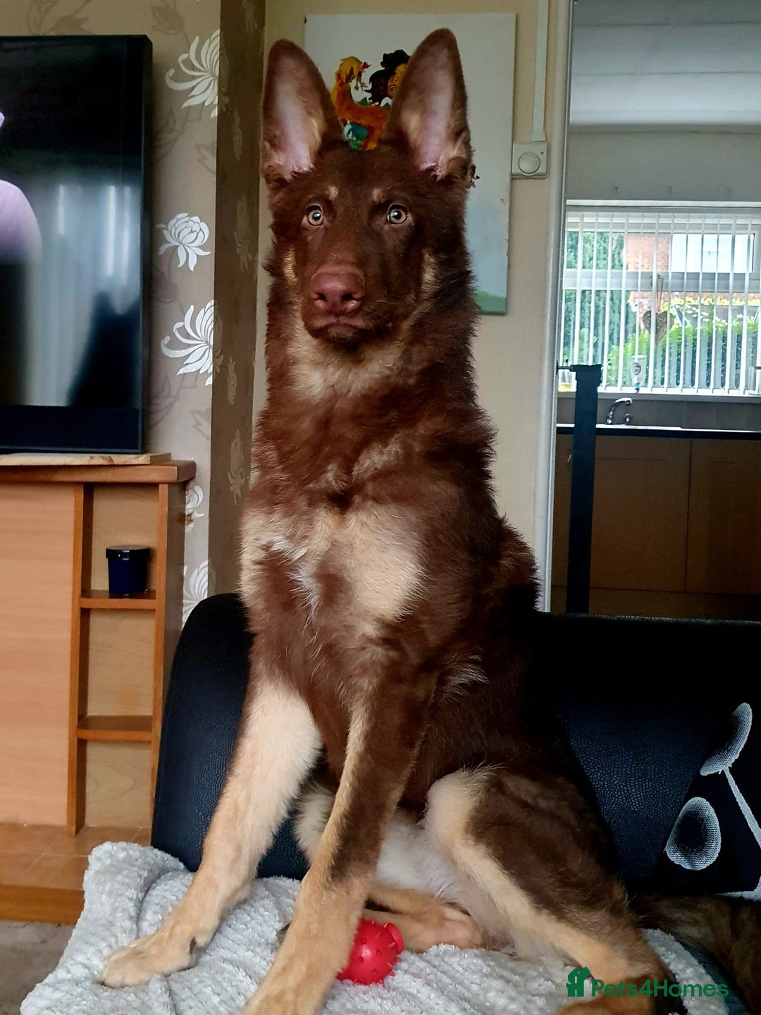 German Shepherd dogs for sale: 10 Healthy Beautiful German shepherds - Image 2