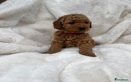 Australian Labradoodle dogs for sale: Mini Australian Labradoodles - Image 2