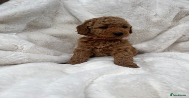 Australian Labradoodle dogs - Advert 3