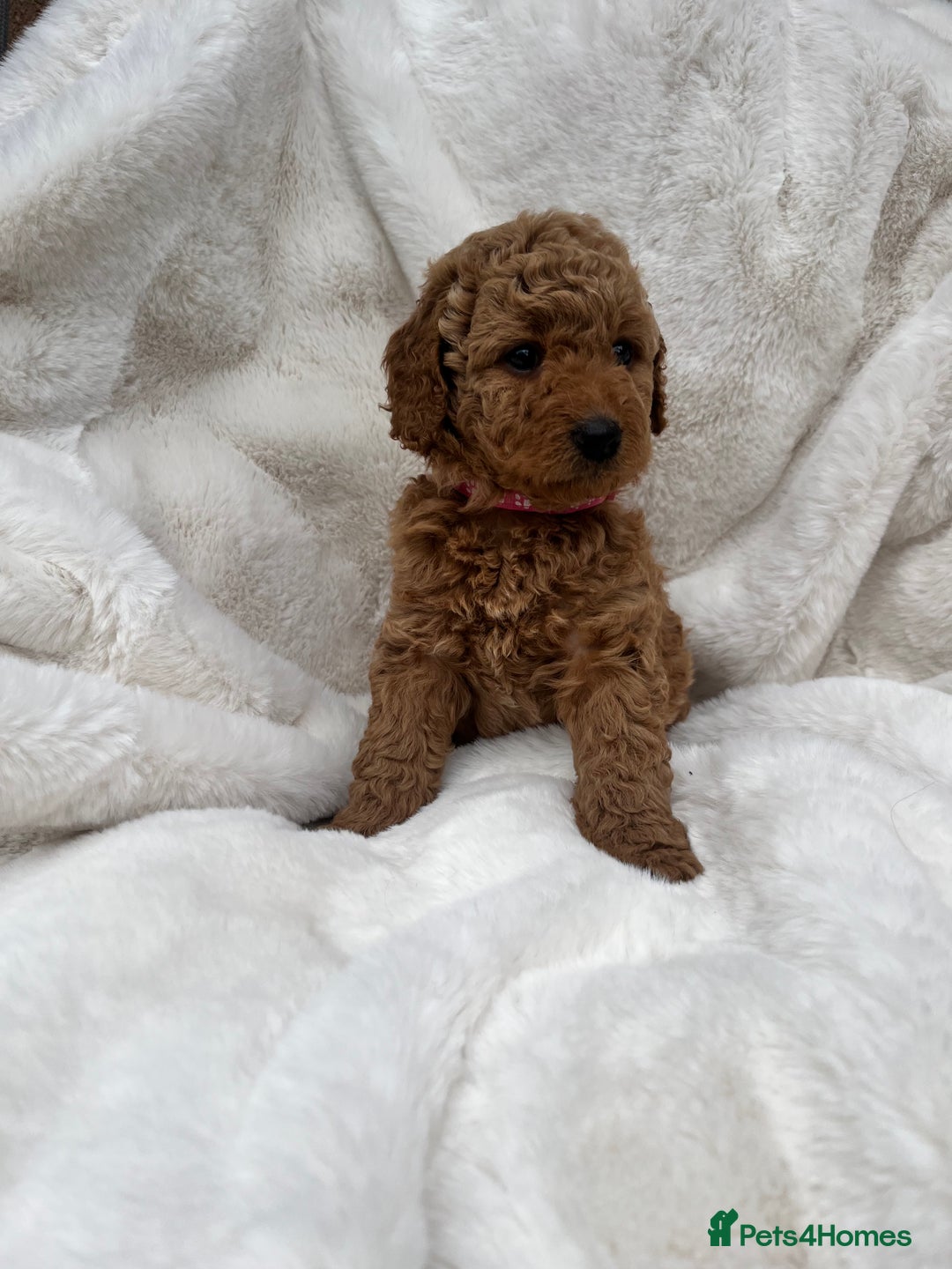 Australian Labradoodle dogs for sale: Mini Australian Labradoodles - Image 2