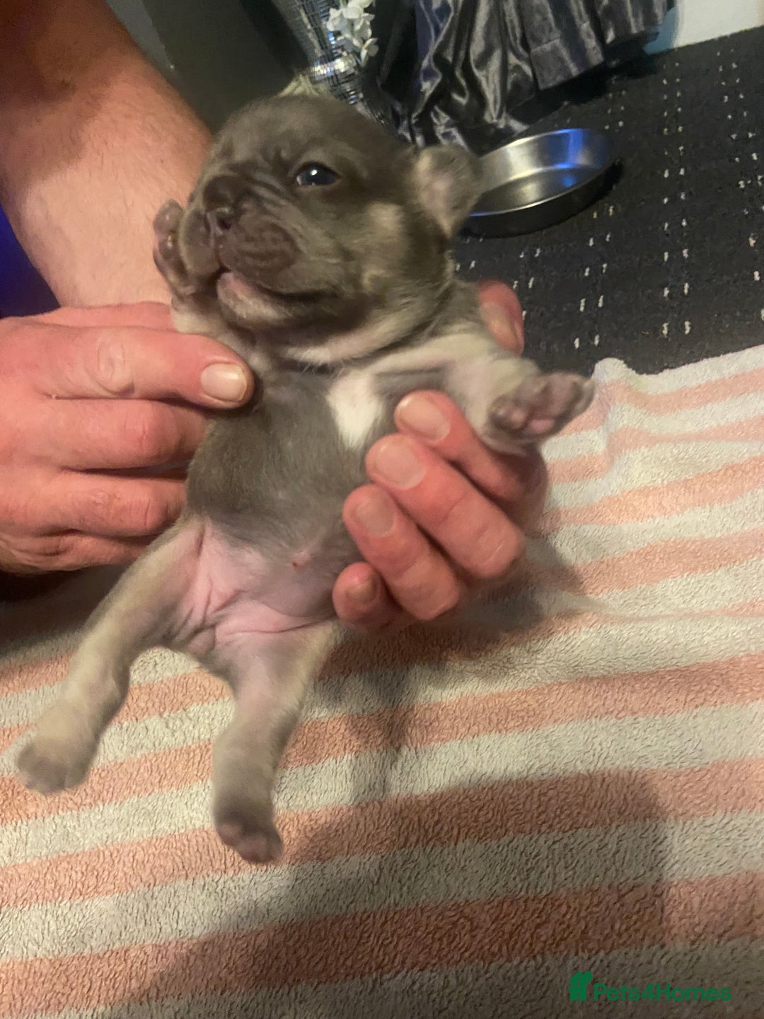 Mixed Breed dogs for sale: French bulldog/English bulldog - Advert 15