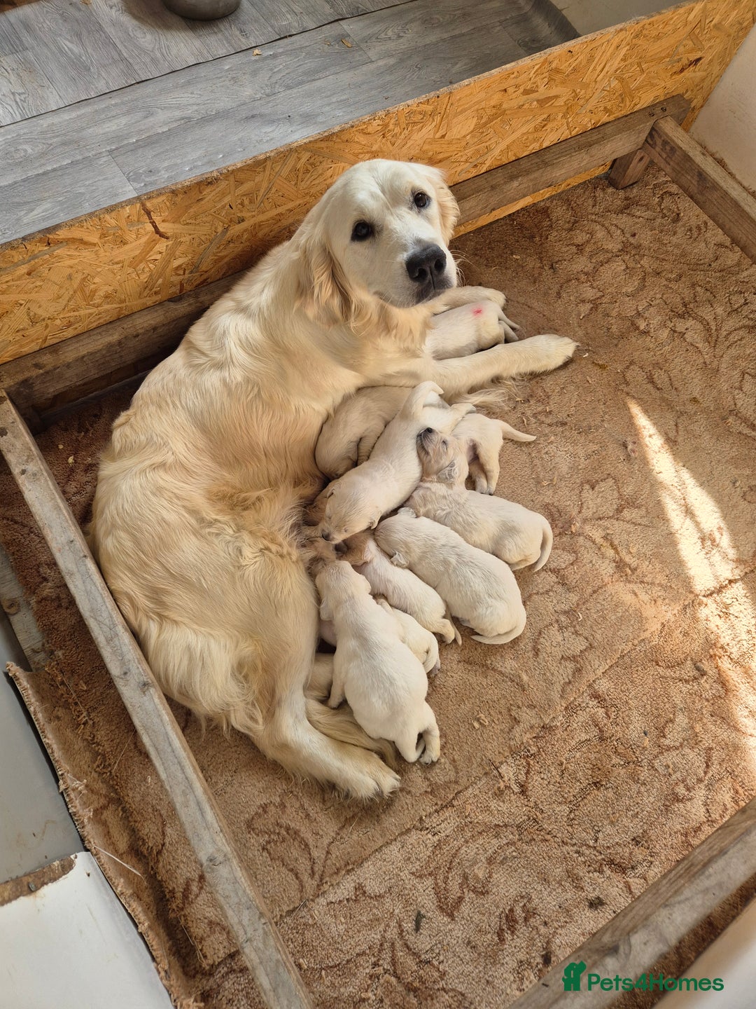 Golden Retriever dogs for sale: Beautiful golden retriever puppies. - Image 5