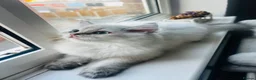 Scottish Fold cats for sale: READY **PRICE REDUCED **Top Quality Boy Kittens - Advert 8