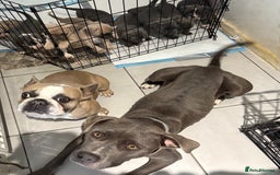 Mixed Breed dogs for sale: 11 gorgeous Staffy x Frenchie pups🤍 - Image 12