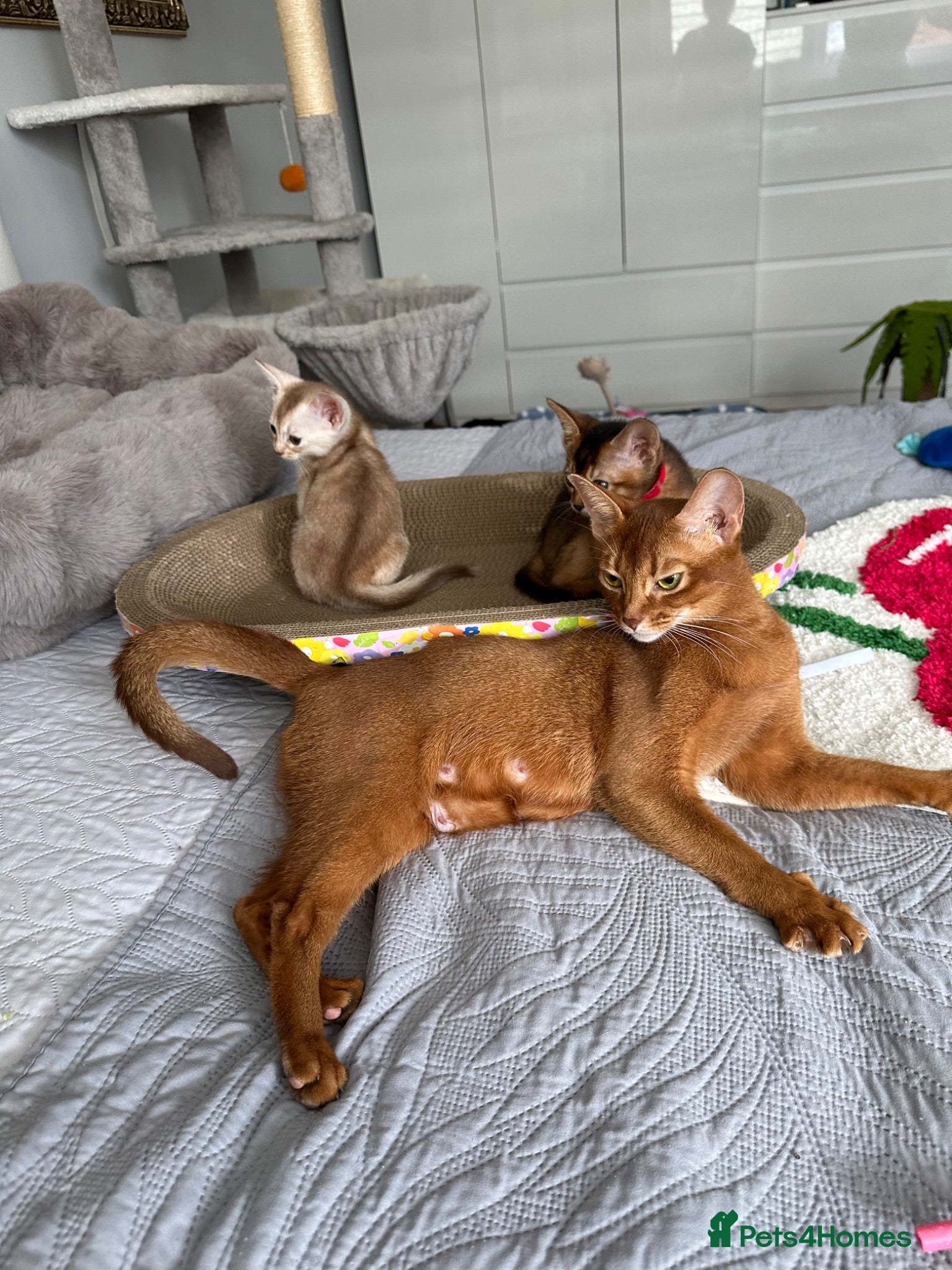 Abyssinian cats Abyssinian kittens  - Advert 1