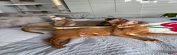 Abyssinian cats for sale: Abyssinian kittens  - Advert 2