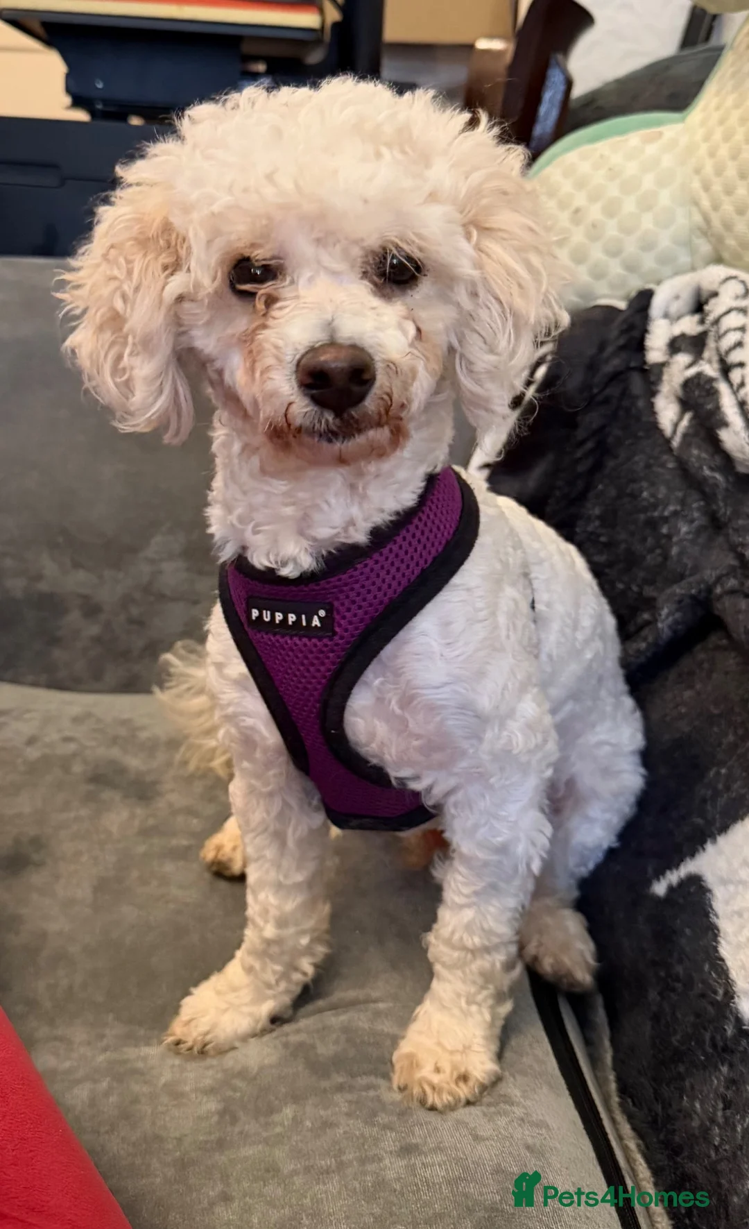 Cavapoo dogs for stud: Proven Stunning Cavapoo for stud  - Advert 2
