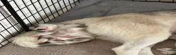 Siberian Husky dogs for sale: Beautiful Husky Puppies in Wells - Advert 4