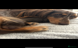 Miniature Dachshund dogs for sale: 🤍🐾🐻 Stunning long hair chocolate & tan 🐻🐾🤍 - Image 3