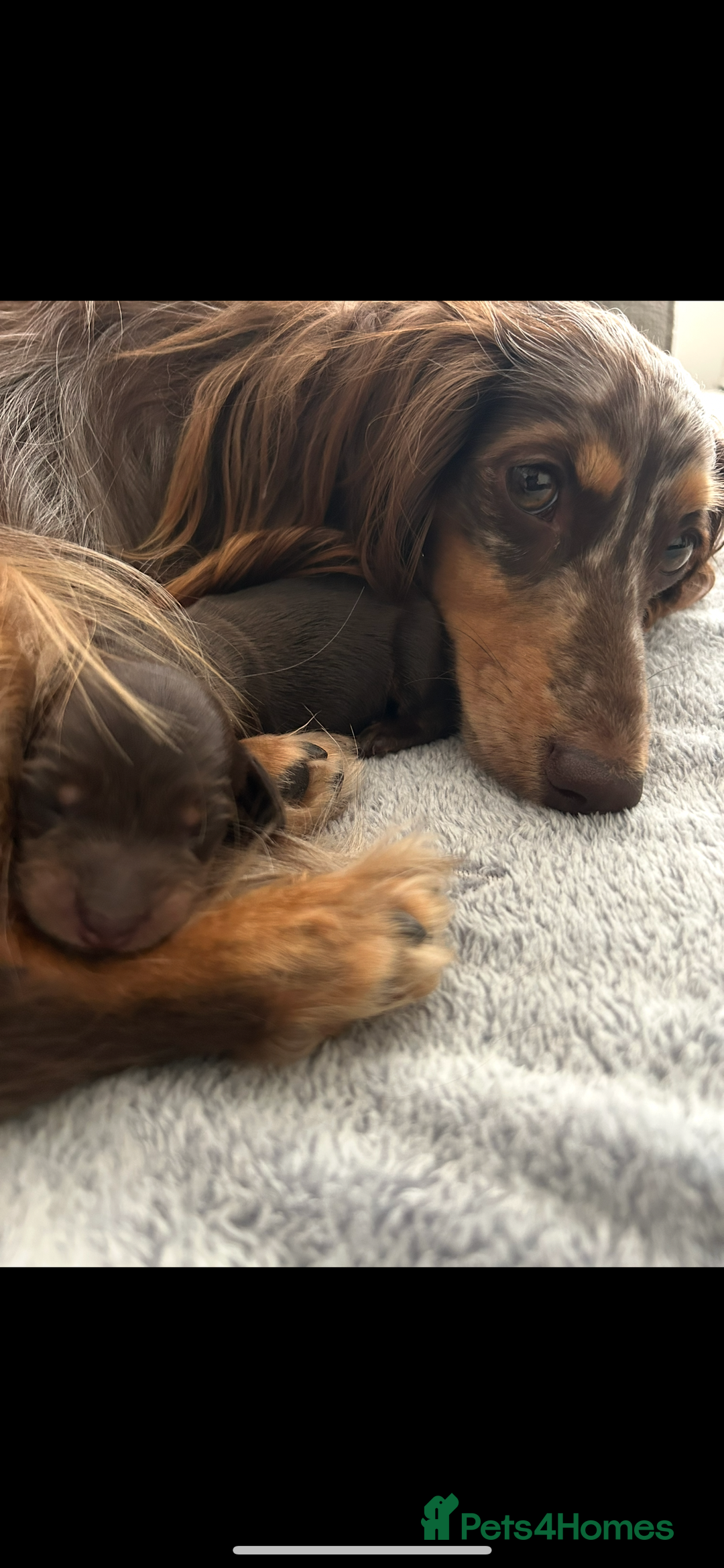 Miniature Dachshund dogs for sale: 🤍🐾🐻 Stunning long hair chocolate & tan 🐻🐾🤍 - Image 3