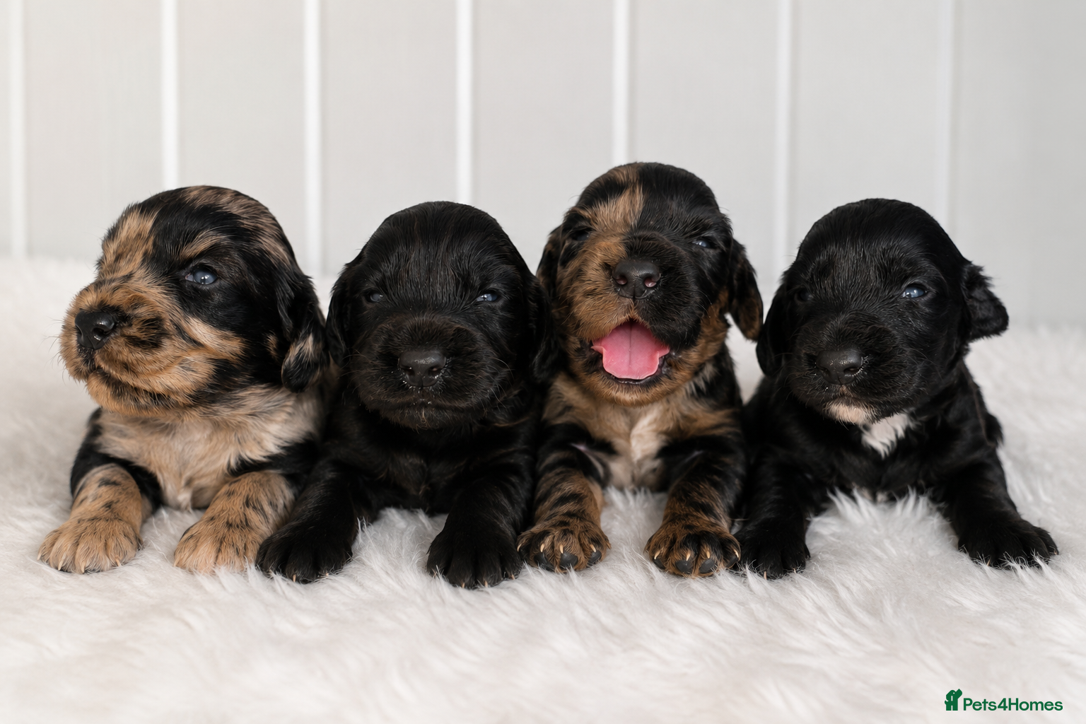 Cocker Spaniel dogs Stunning Merle Cocker Spaniels 🐾  - Advert 1