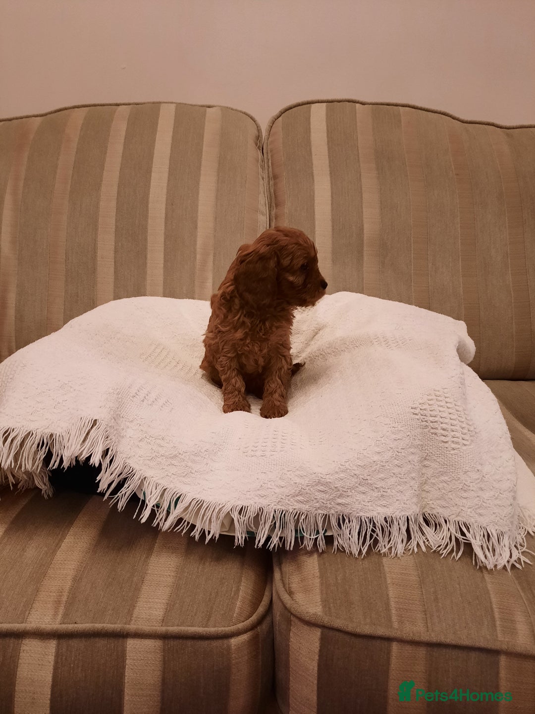 Cavapoo dogs for sale:  Cavapoo  - Advert 11