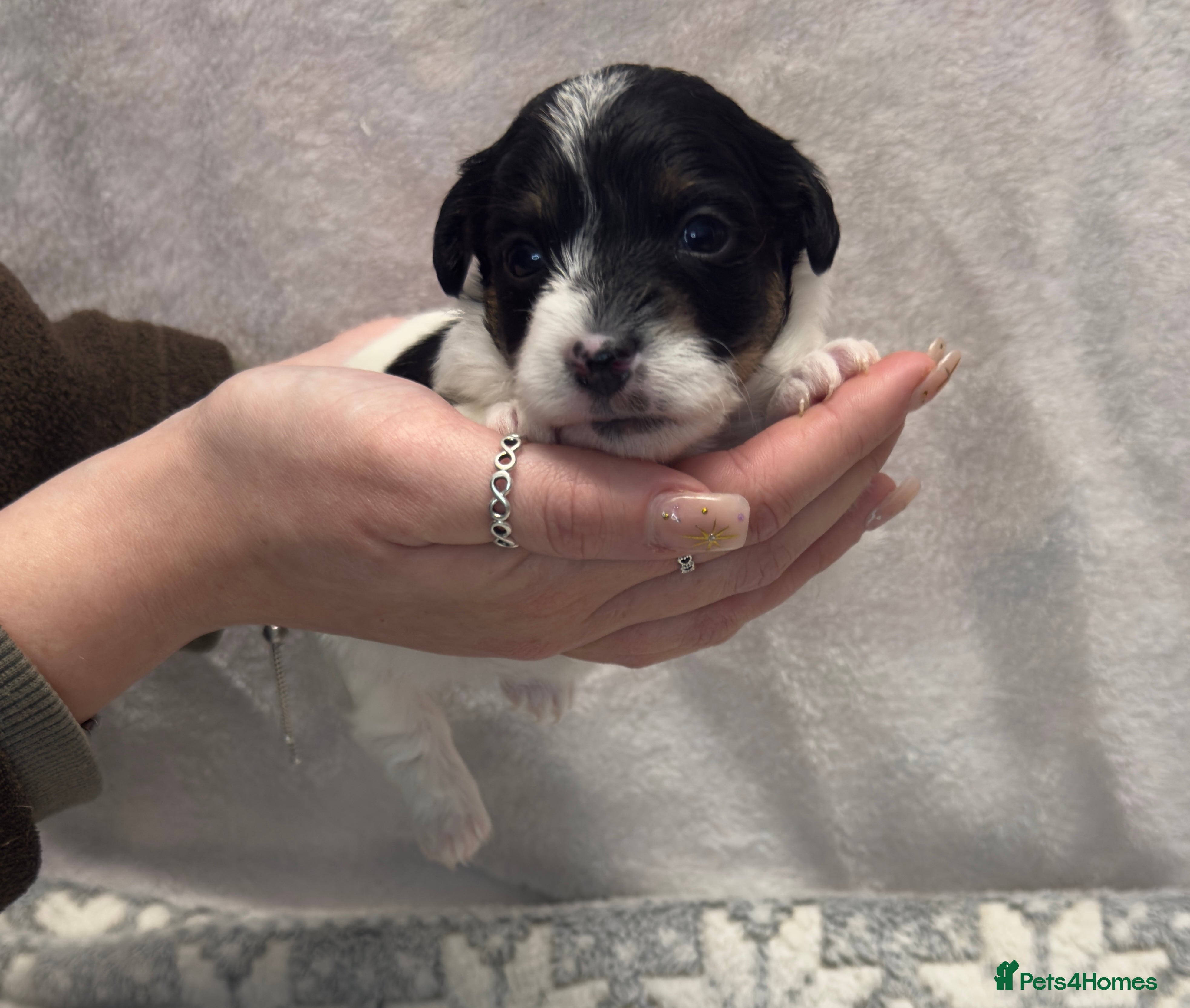 Jack Russell dogs Bred From Health Tested Parents - Advert 12