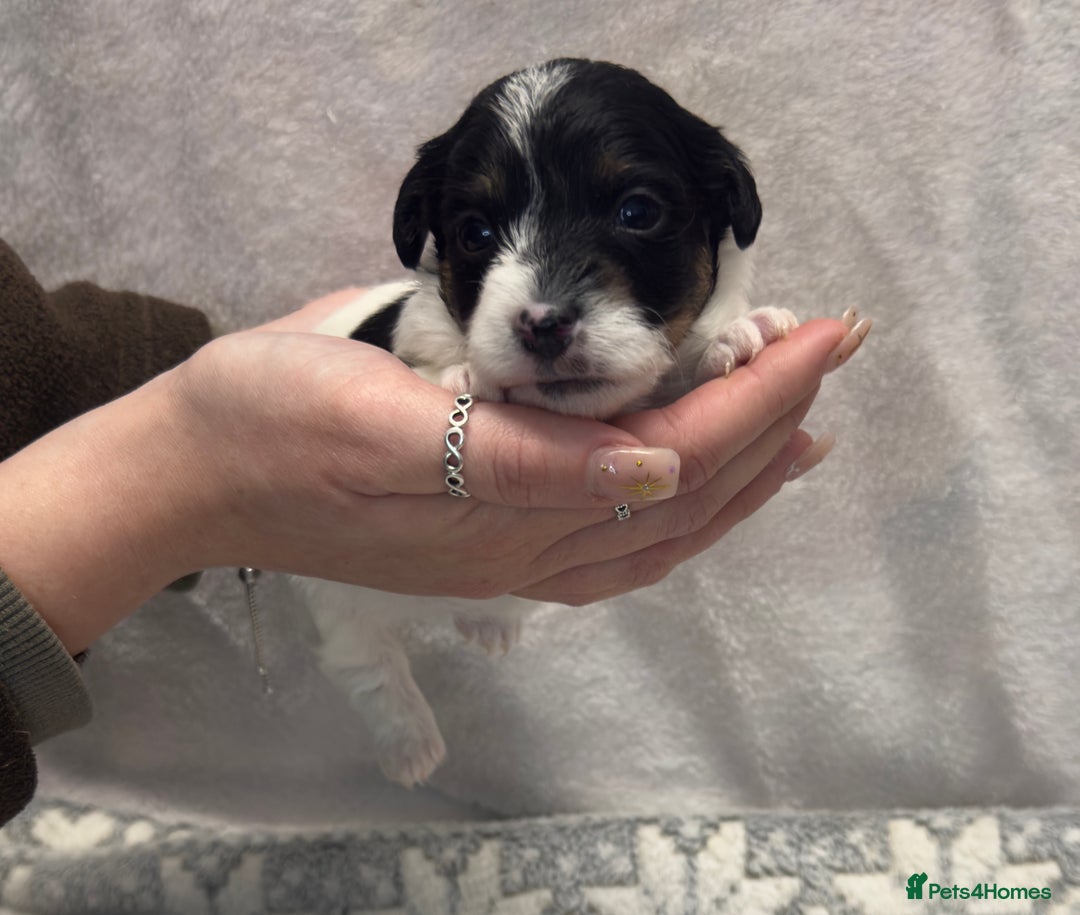 Jack Russell dogs for sale: Bred From Health Tested Parents - Advert 13