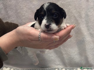 Jack Russell dogs Bred From Health Tested Parents - Advert 7