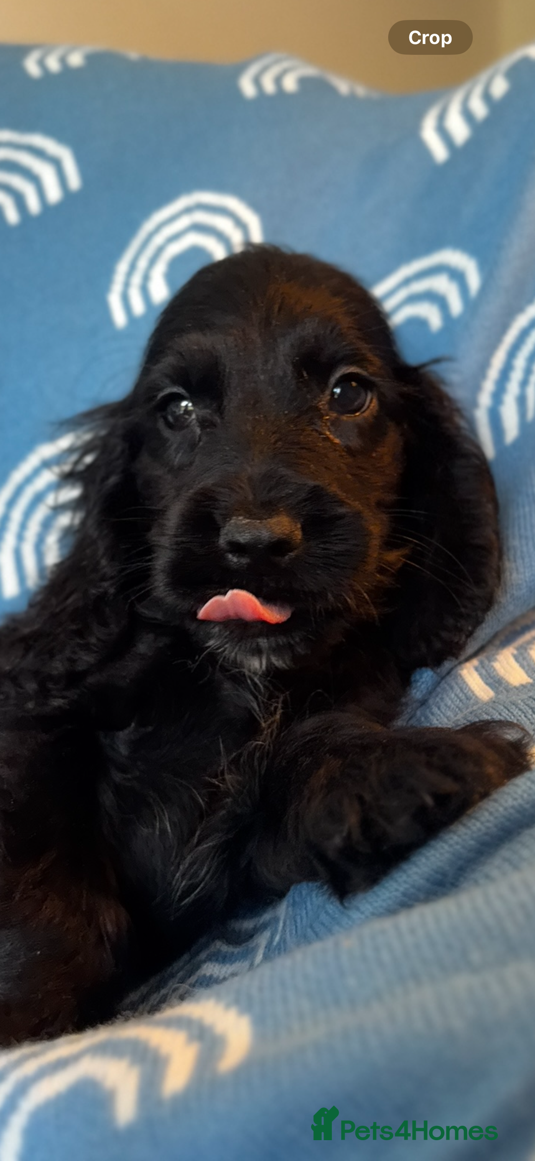 Cocker Spaniel dogs for sale: Cute cocker spaniels  - Advert 5