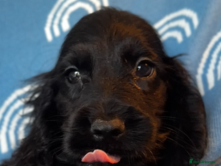 Cocker Spaniel dogs Cute cocker spaniels READY NOW OPEN TO VIEW - Advert 5