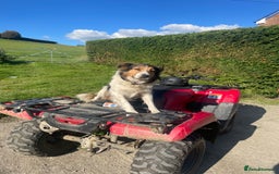 Mixed Breed dogs for sale: Collie x pups - Image 7