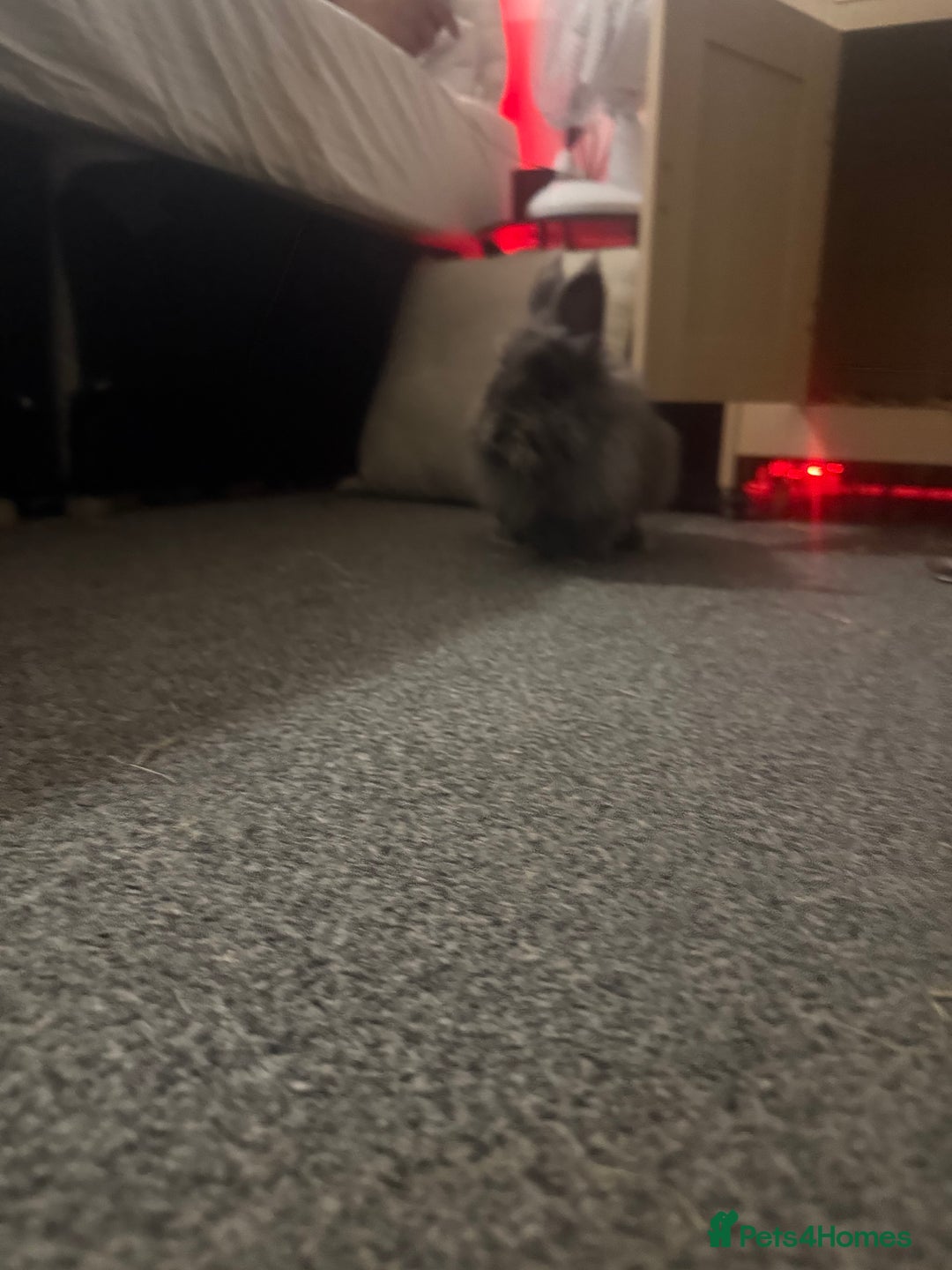 Mini Lion Lop rabbits for sale: Mini lop and double mane lionhead rabbits - Image 4