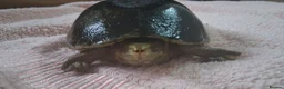 Turtle reptiles for sale: Healthy Pet Musk Turtle.Available with Full Setup. in Nottingham - Advert 12