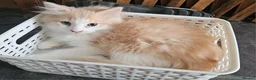 Mixed Breed cats for sale: Fluffy kittens Mix ragdoll and Norwegian forest  - Advert 12