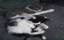 British Shorthair cats for sale: Kittens  for sale - Image 2