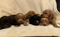 Cocker Spaniel dogs for sale: Adorable Show Cockers - Image 6