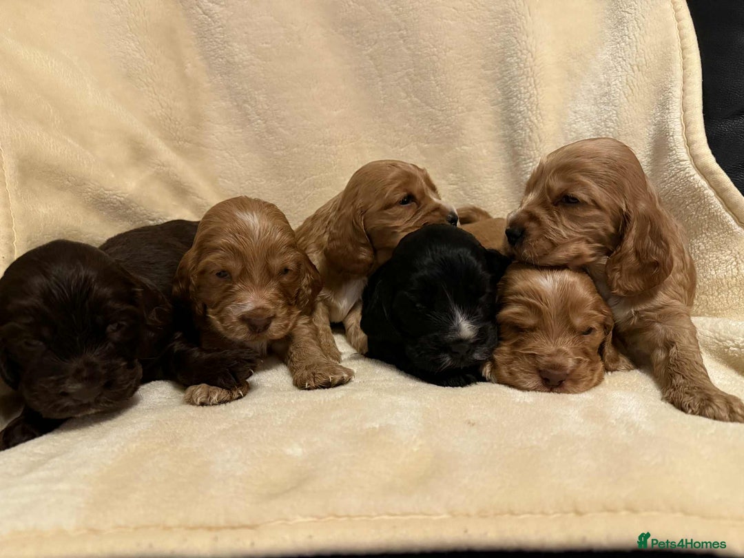 Cocker Spaniel dogs for sale: Adorable Show Cockers - Image 6