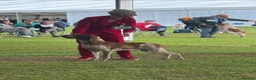 Bracco Italiano dogs for sale: ⭐️⭐️⭐️Top Breeder 2021,22,23,24,25⭐️⭐️⭐️ - Advert 7