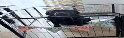 Labrador Retriever dogs for sale: LABRADOR RETRIEVER–HEALTH TESTED, FULLY VACCINATED - Advert 16