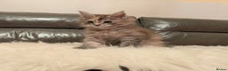 Maine Coon cats for sale: Maine coon kittens - Advert 6