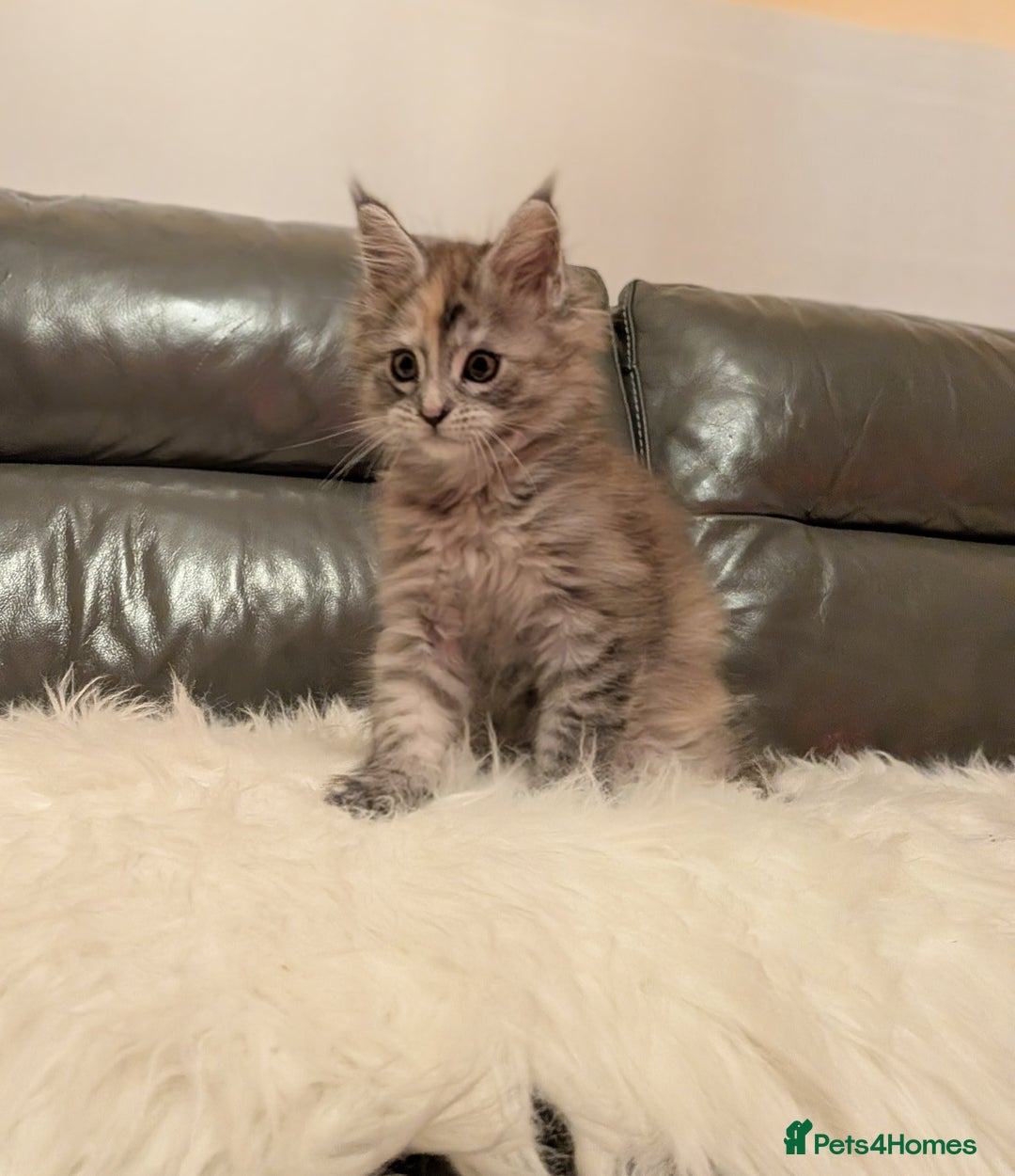 Maine Coon cats for sale: Maine coon kittens - Advert 6