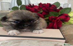 Pekingese dogs for sale: Top Quality Pekingese puppies  in Rugby - Image 12