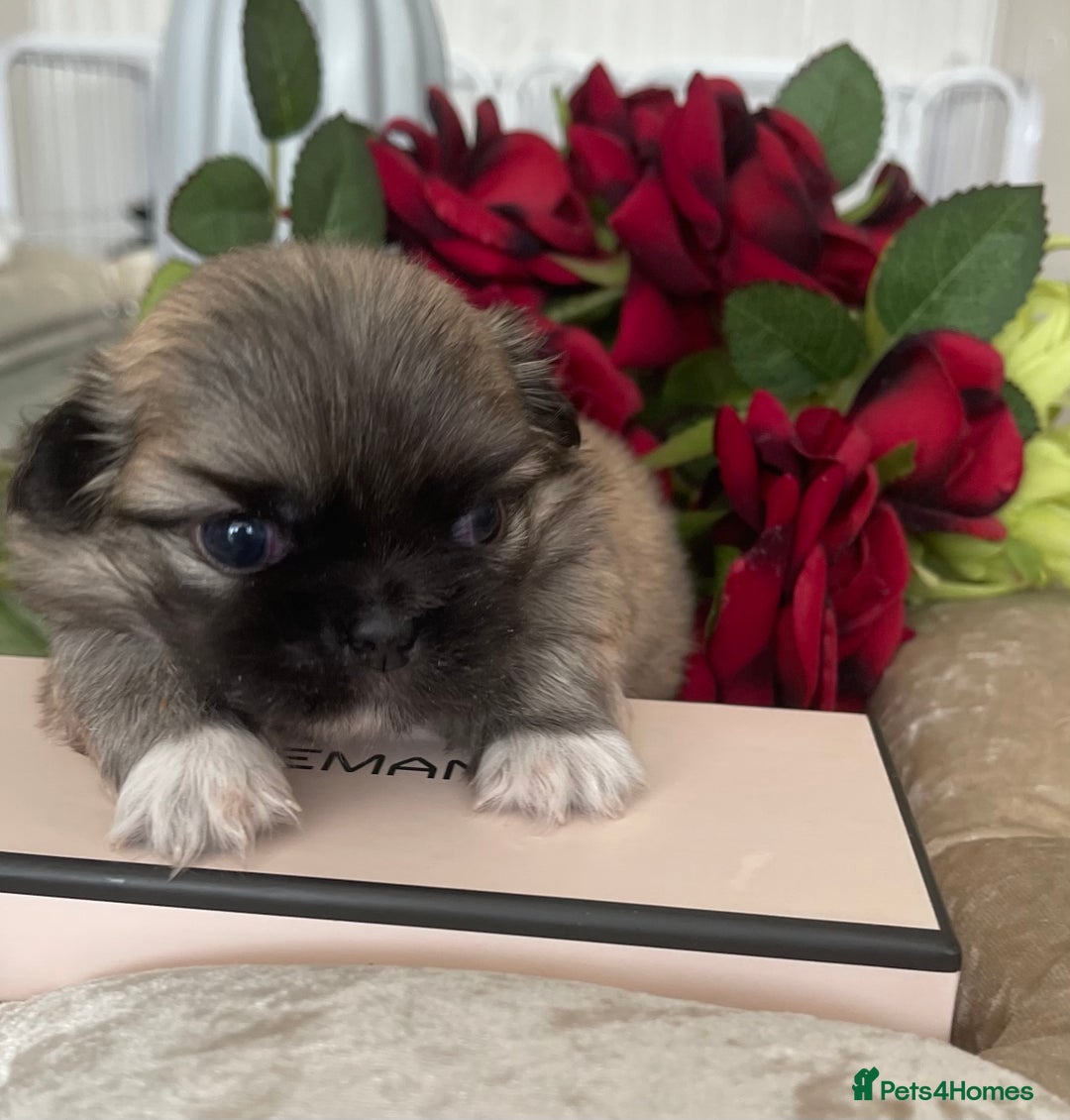 Pekingese dogs for sale: Top Quality Pekingese puppies  in Rugby - Image 12