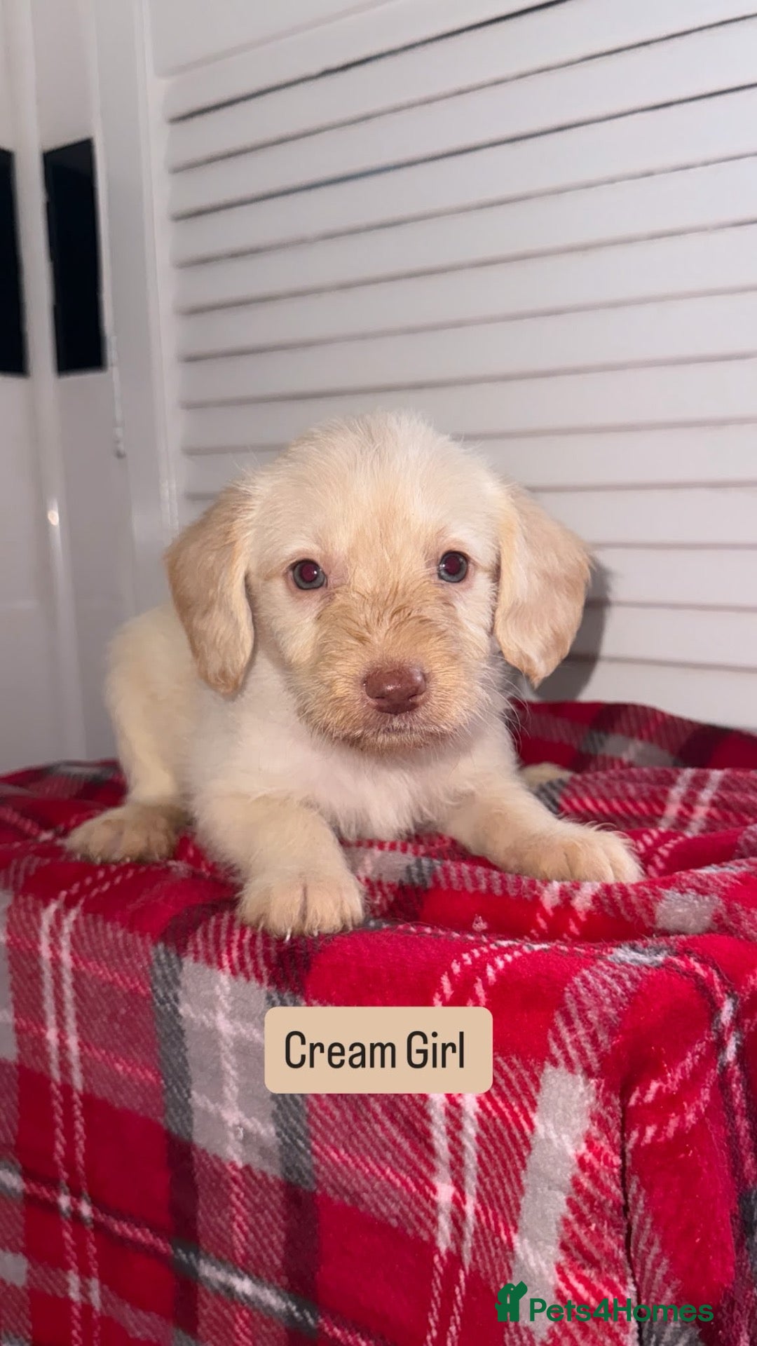 Labradoodle dogs for sale: Miniature Labradoodle Puppies  - Advert 21