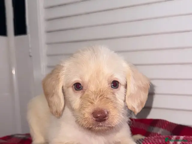 Labradoodle dogs for sale: Miniature Labradoodle Puppies - Advert 21