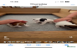 Jack Russell dogs for sale: Jack Russell puppies - Image 1