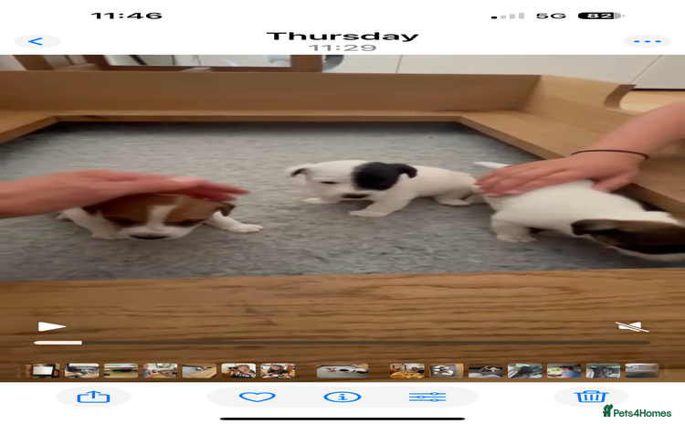 Jack Russell dogs - Advert 4