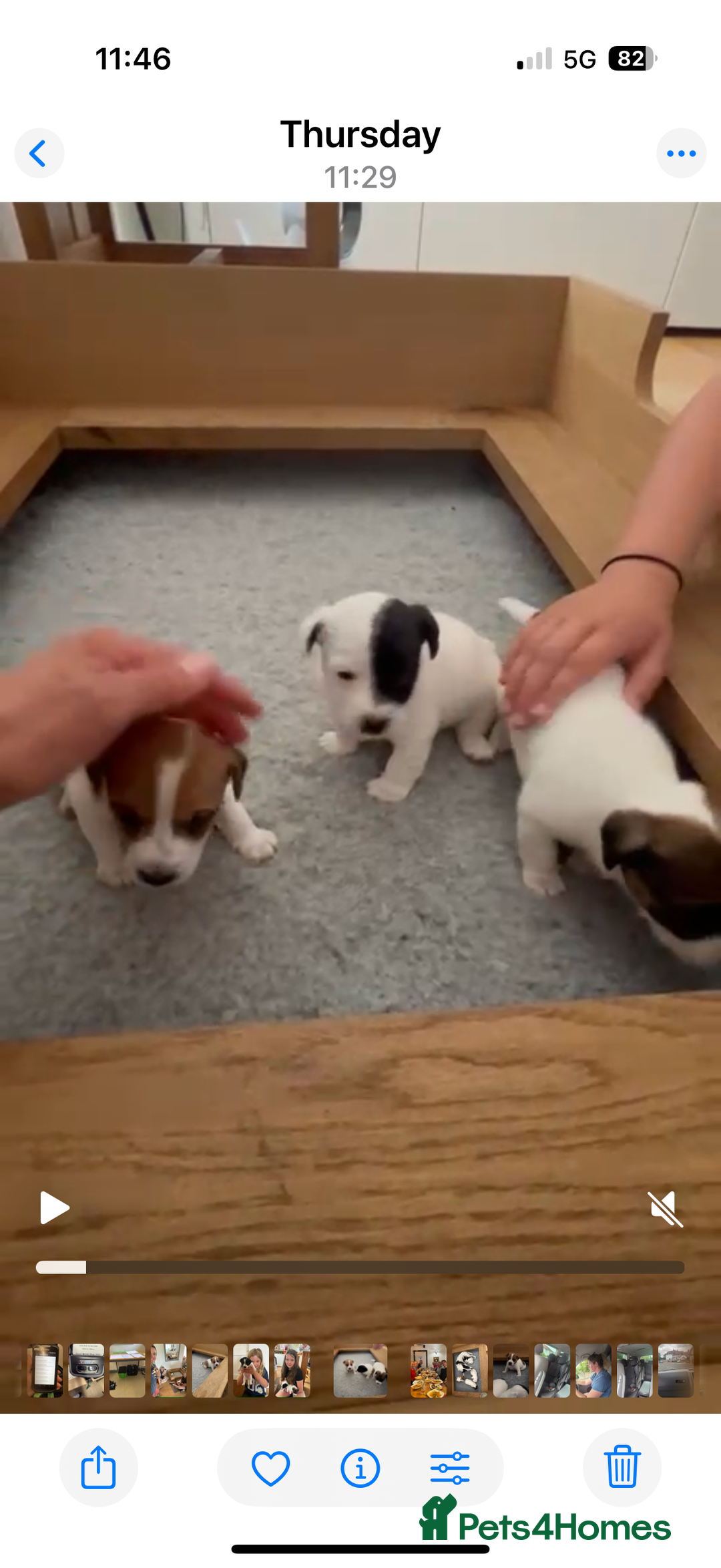 Jack Russell dogs for sale: Jack Russell puppies - Image 1