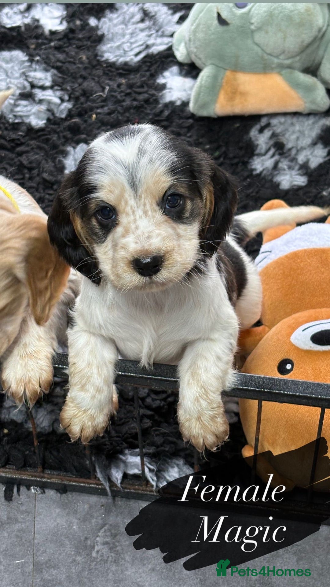 Cocker Spaniel dogs for sale: KC registered English cocker spaniels - Advert 1